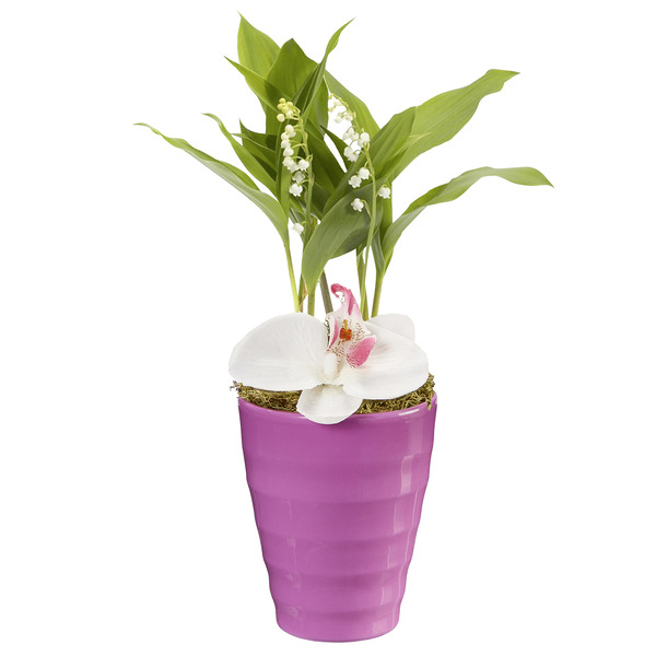 Composition 2 plantes avec fleuron d'orchidées
 code EAN 3597850002935 