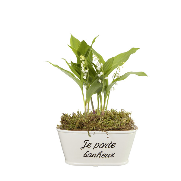 Jardinière 4/5 griffes
 3597851004679 