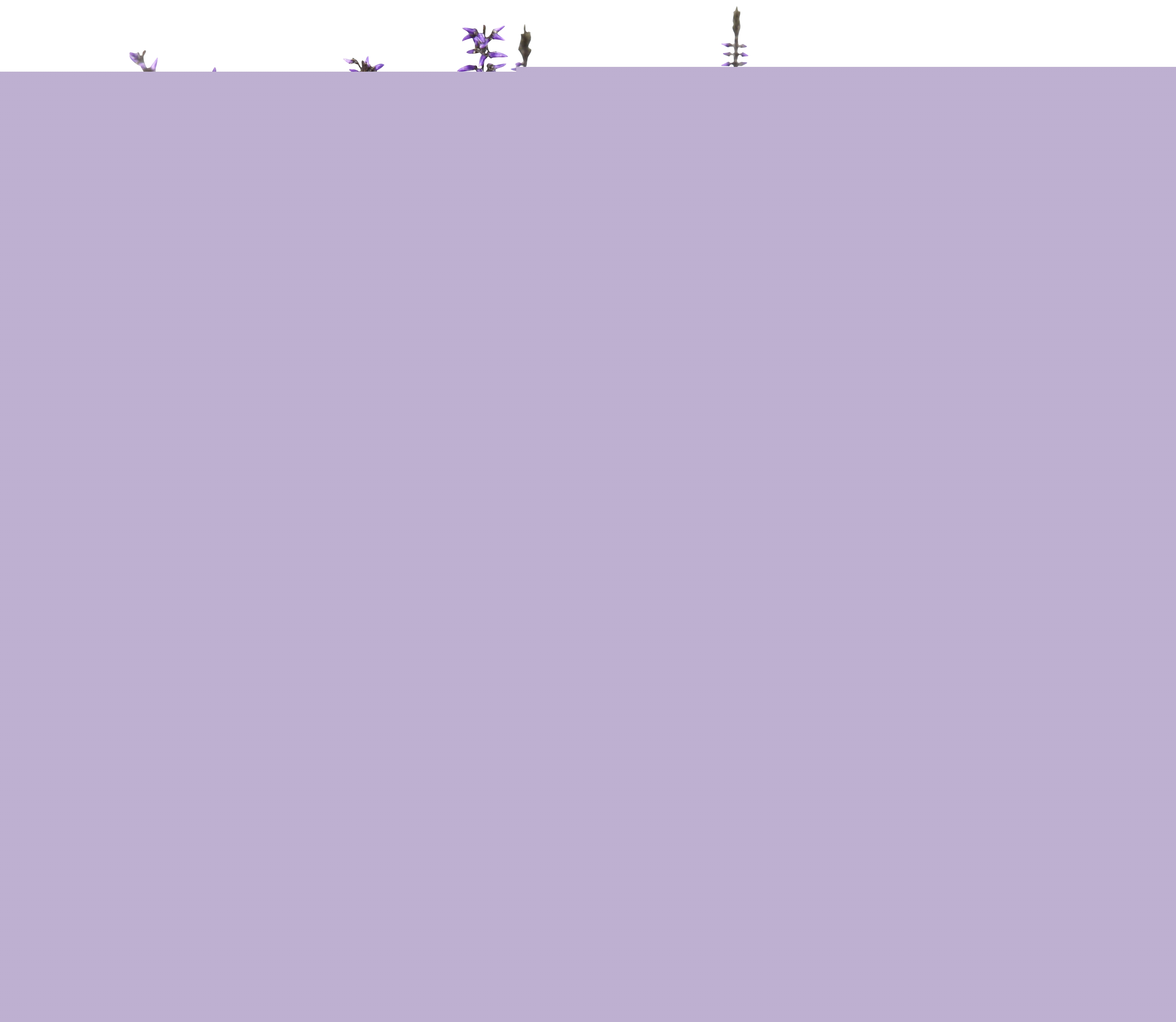 Bruyère calluna teintée pot 10 cm 3597906244203 (3597906244203)