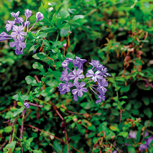  PLANTES GRIMPANTES code EAN 3598262110098 