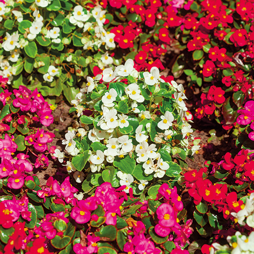  PLANTES À MASSIF code EAN 3598264310012 