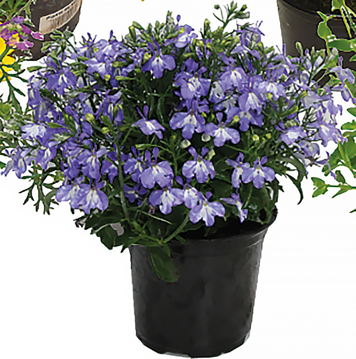  PLANTE RETOMBANTE code EAN 3599411001616 