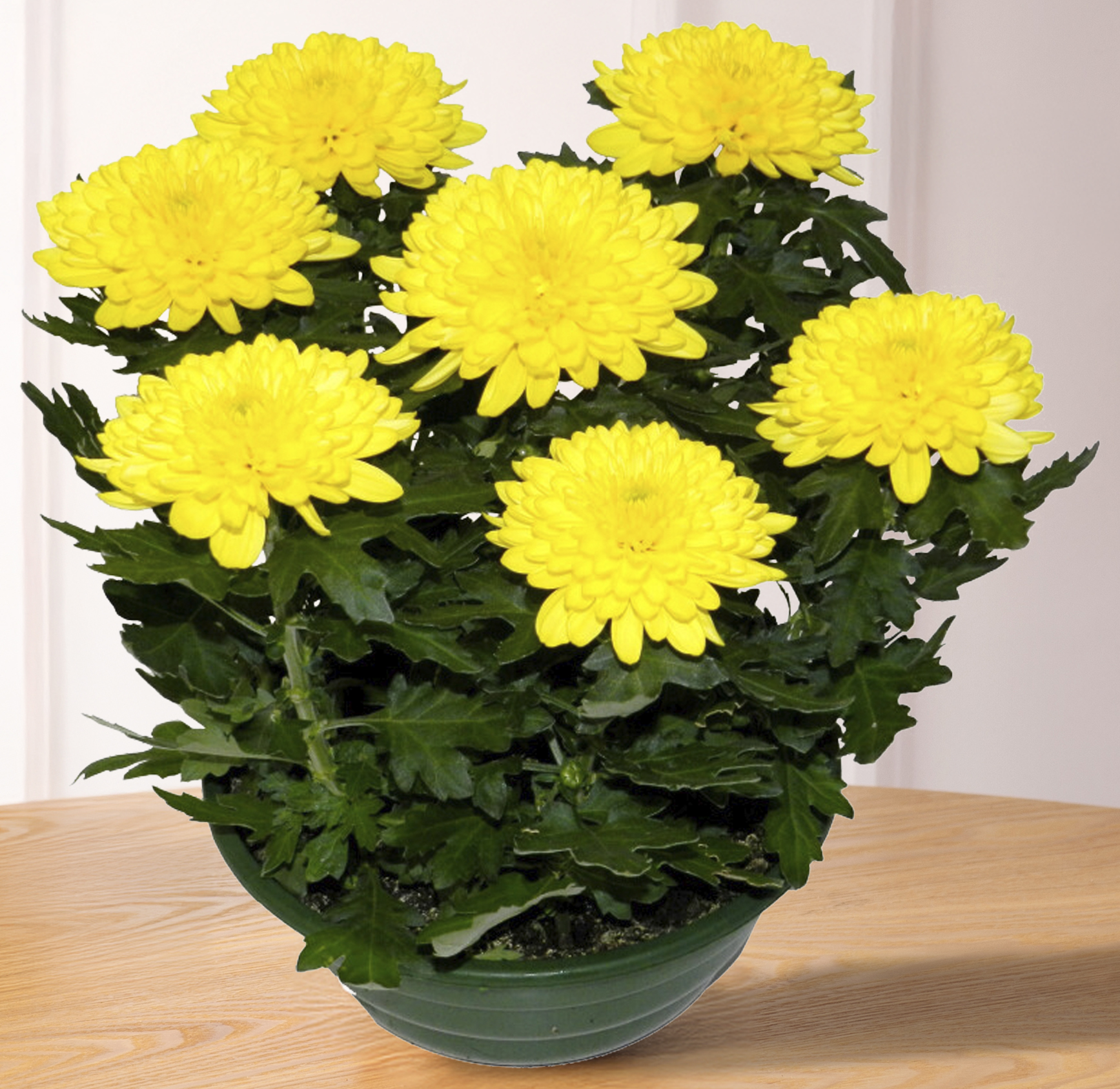 CHYSANTHEME TRADITIONNEL