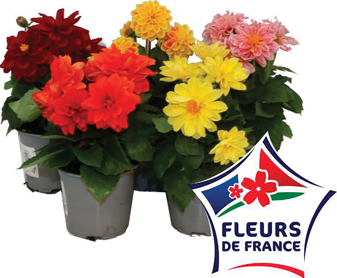  DAHLIA code EAN 3599411010960 