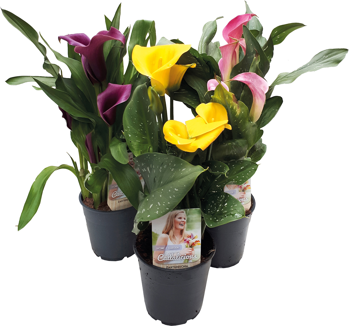  ARUM DE COULEUR code EAN 3599411040769 