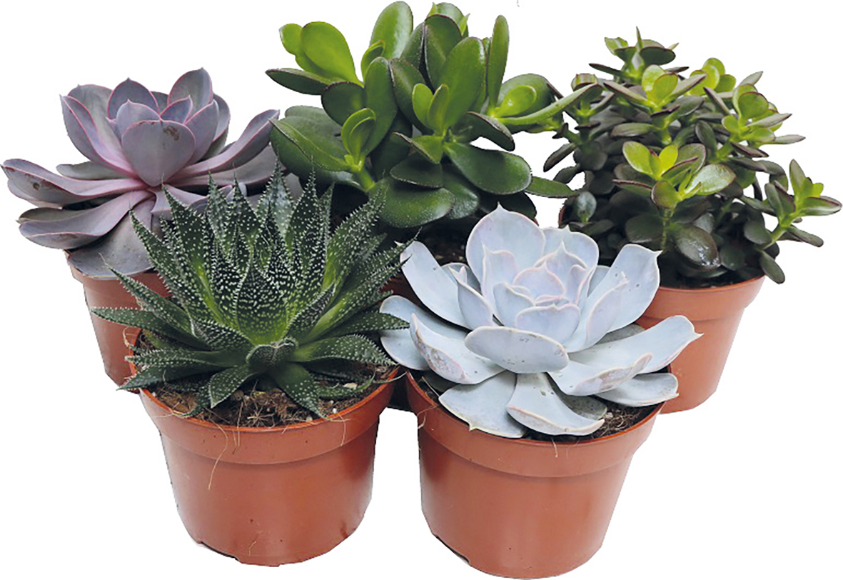  SUCCULENTE code EAN 3599411067452 