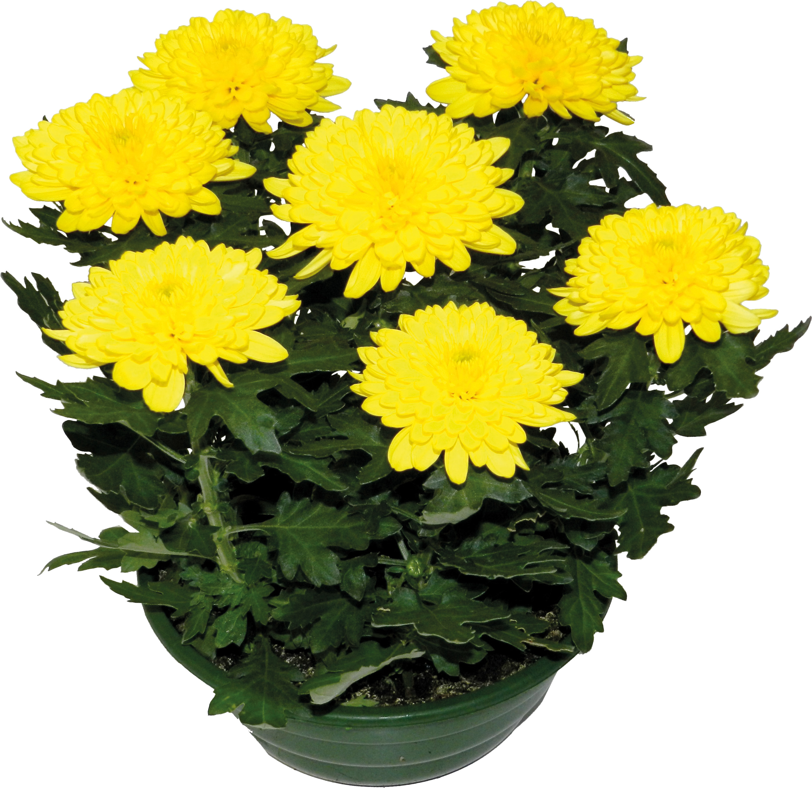  CHYSANTHEME ORIGINAL code EAN 3599411067940 