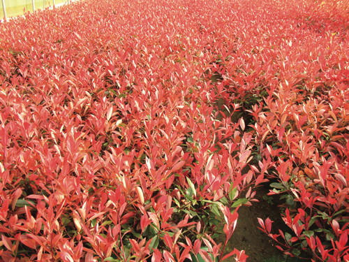  ARBUSTES code EAN 3599621362811 