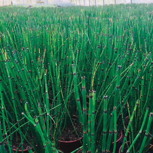 EQUISETUM HYEMALE 3599621369889 EQUISETUM HYEMALE 3599621369889