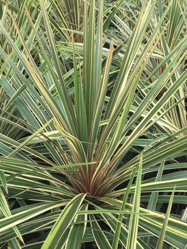  CORDYLINE code EAN 3599621370335 
