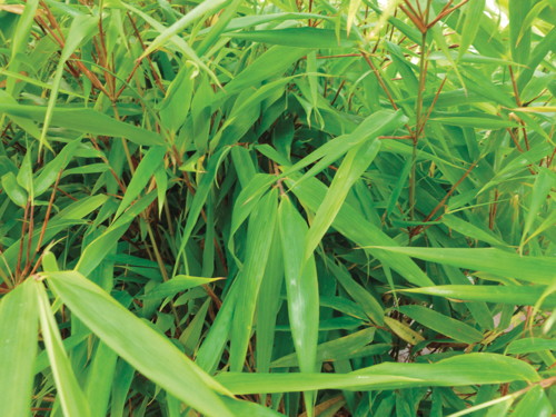  FARGESIA RUFA code EAN 3599621394034 