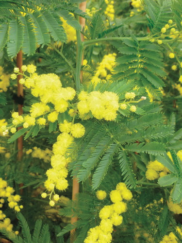 ACACIA 3599621394072 ACACIA 3599621394072