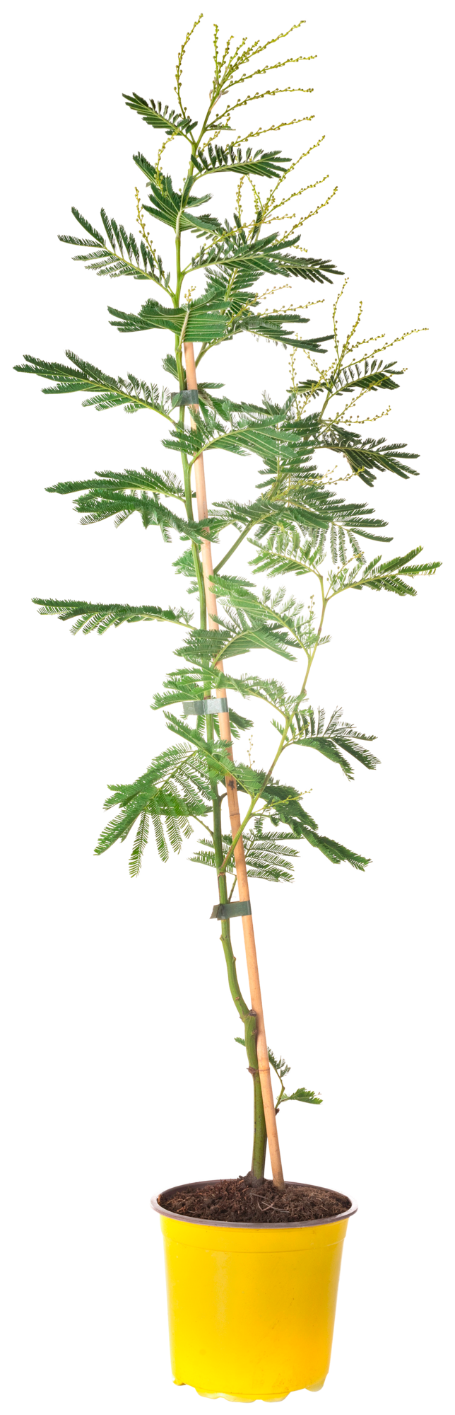 MIMOSA "ACACIA DEALBATA" 3599830067255 