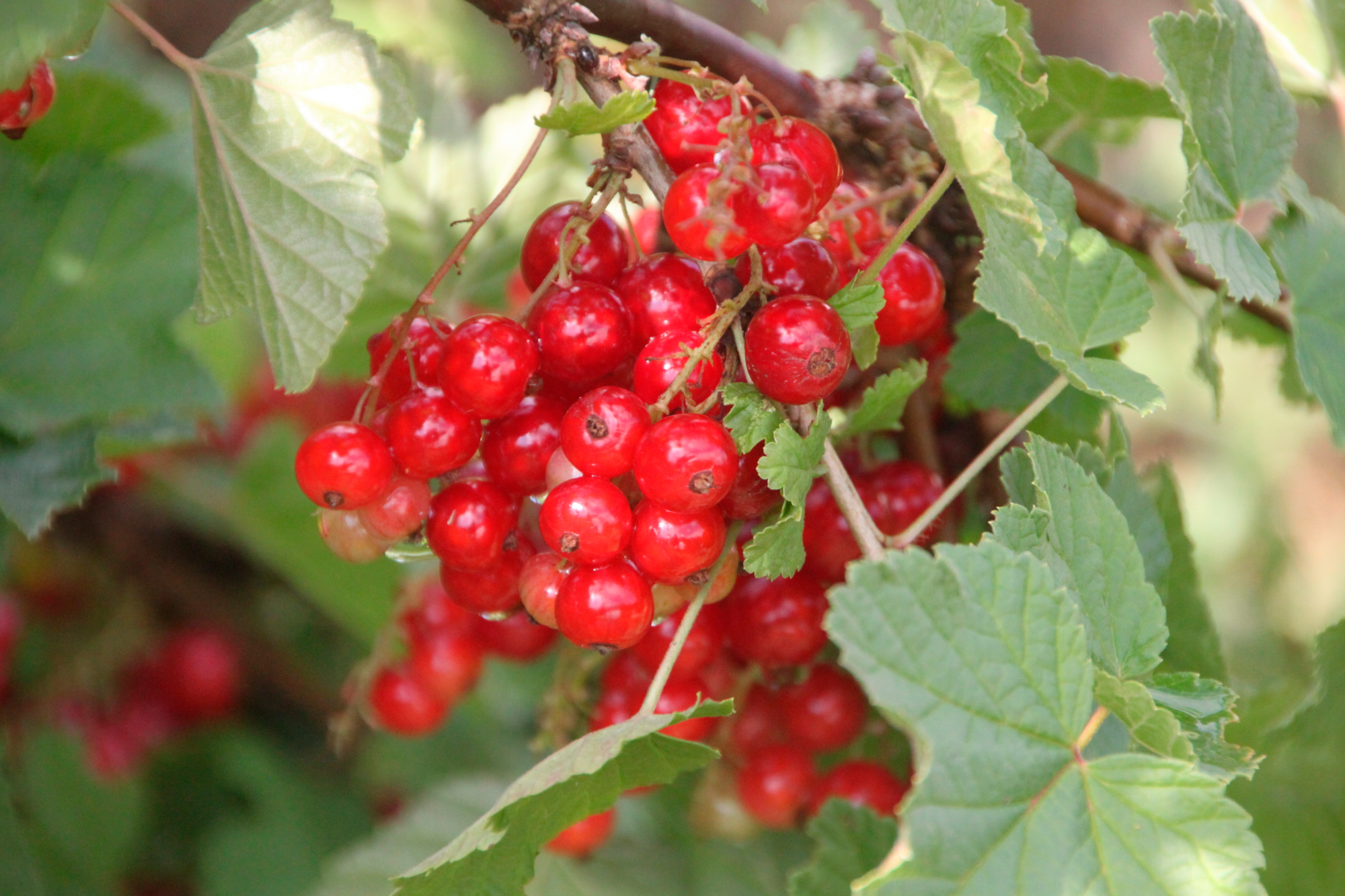  GROSEILLIER "RIBES RUBUM" code EAN 3599830087215 