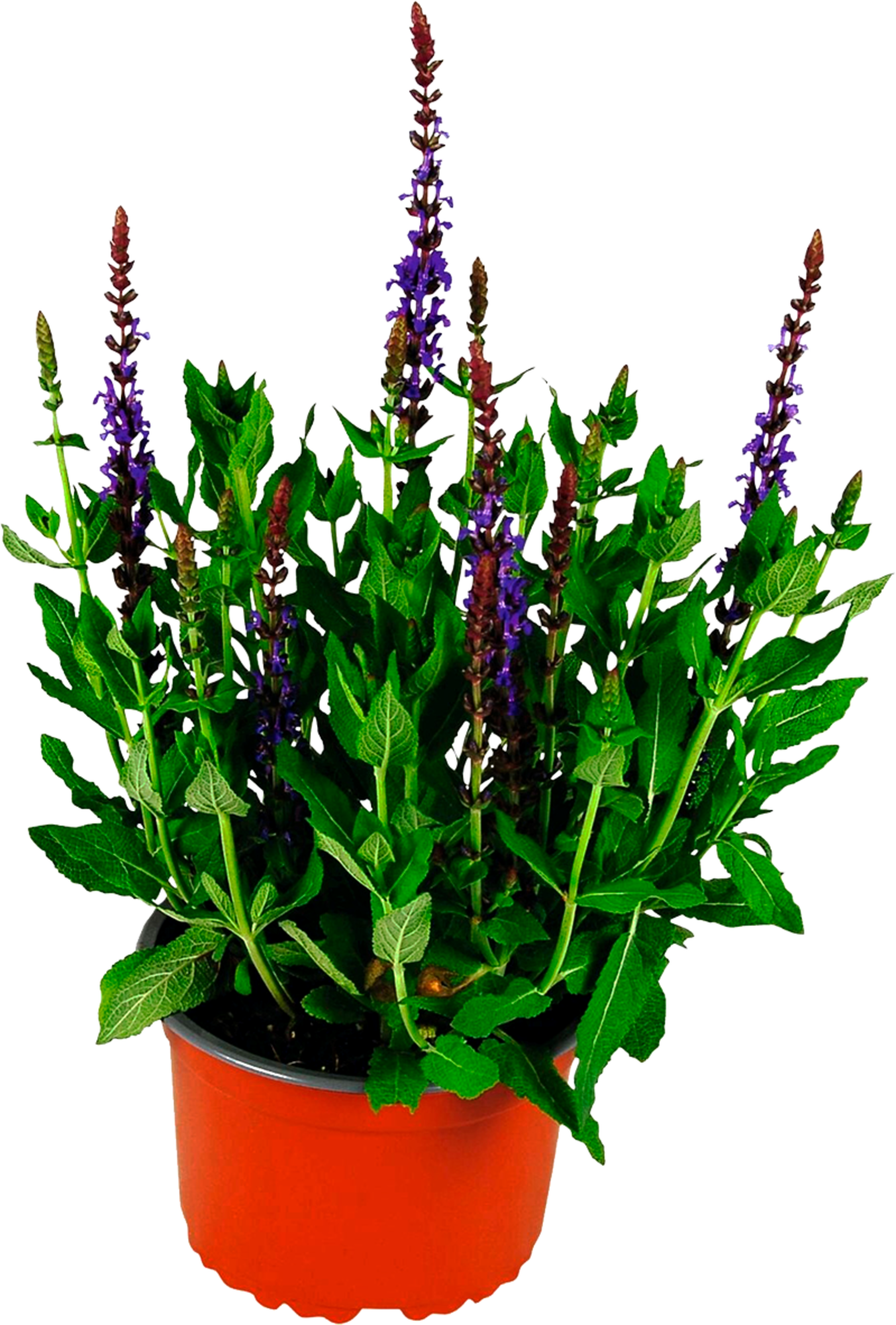 PLANTES VIVACES D'AUTOMNE 3599830165029 
