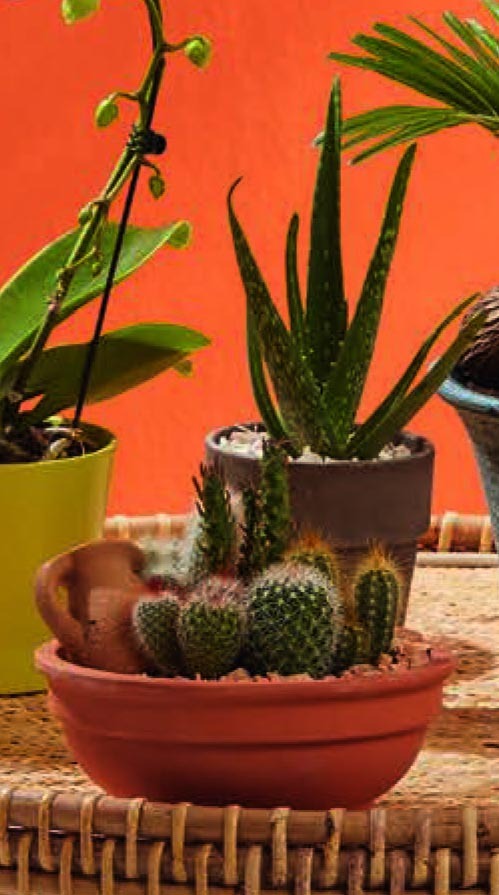 ALOÉ  3599830314502 