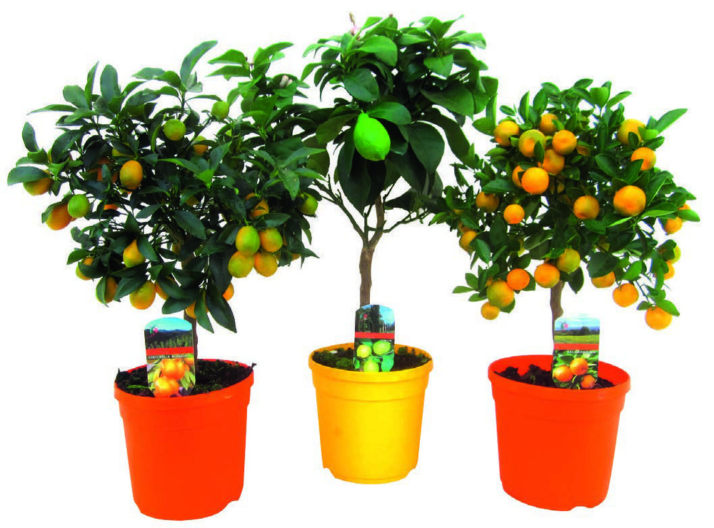 AGRUMES EN FRUITS 3599830316223 (3599830316223)