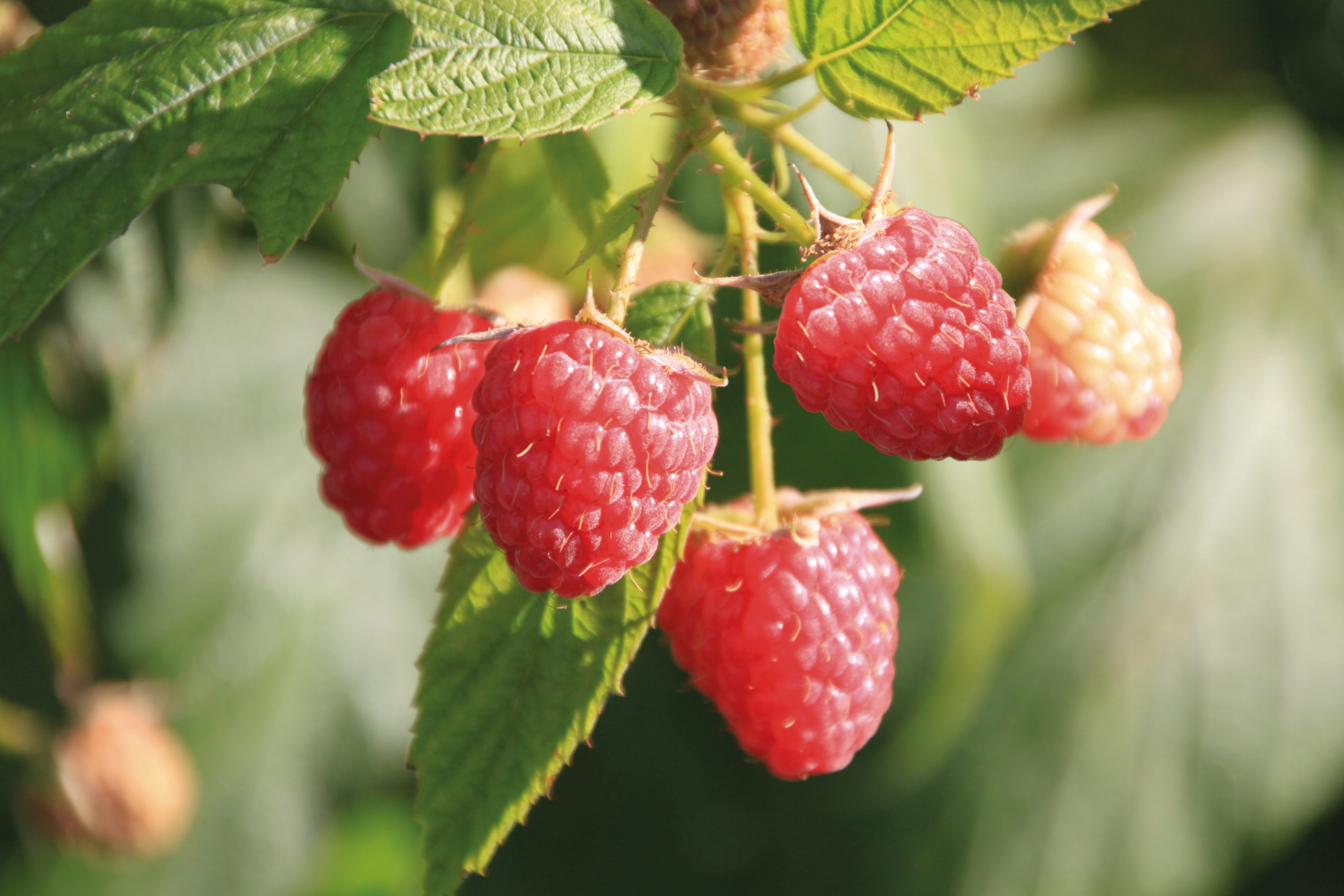  FRAMBOISIER "RUBUS IDAEUS" code EAN 3599830343885 