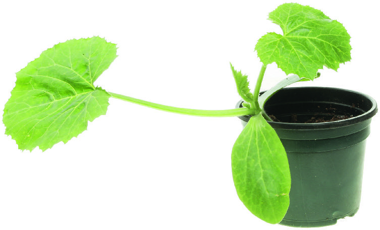  PLANT DE COURGETTE code EAN 3599830345612 