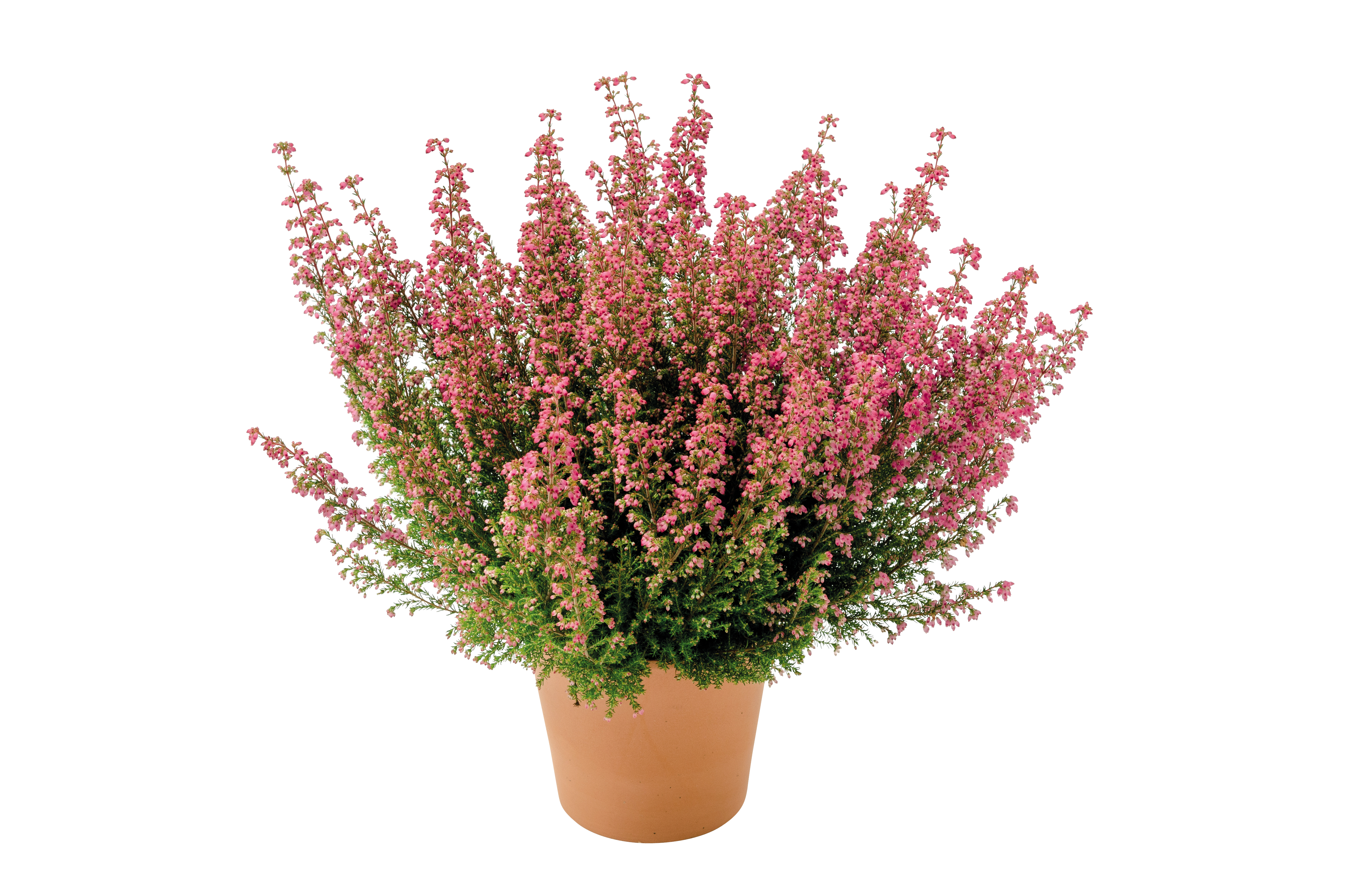  BRUYÈRE GRACILIS code EAN 3599830353761 