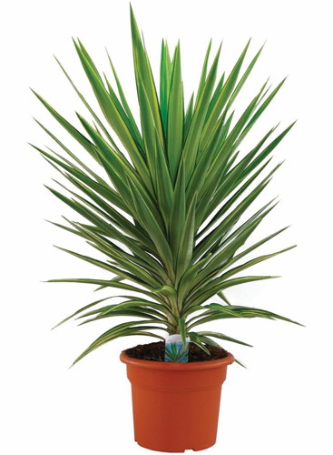  YUCCA EMILIA code EAN 3599830405217 