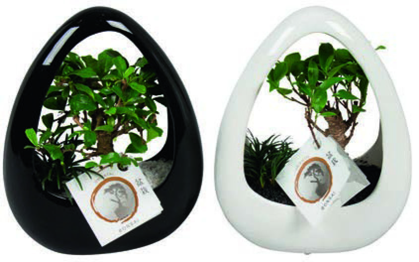 BONSAÏ EN COUPE CÉRAMIQUE 3599830425741 