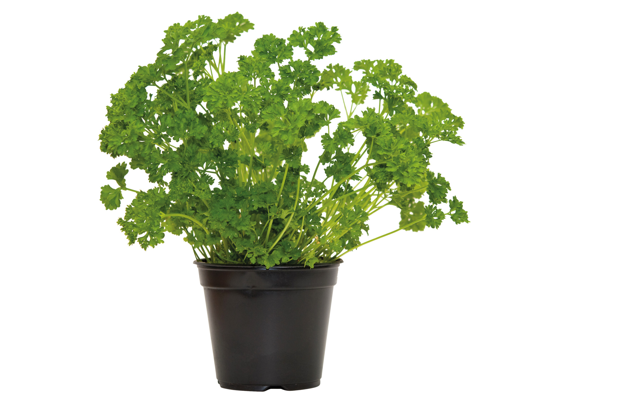  PERSIL frisé code EAN 3599830445879 