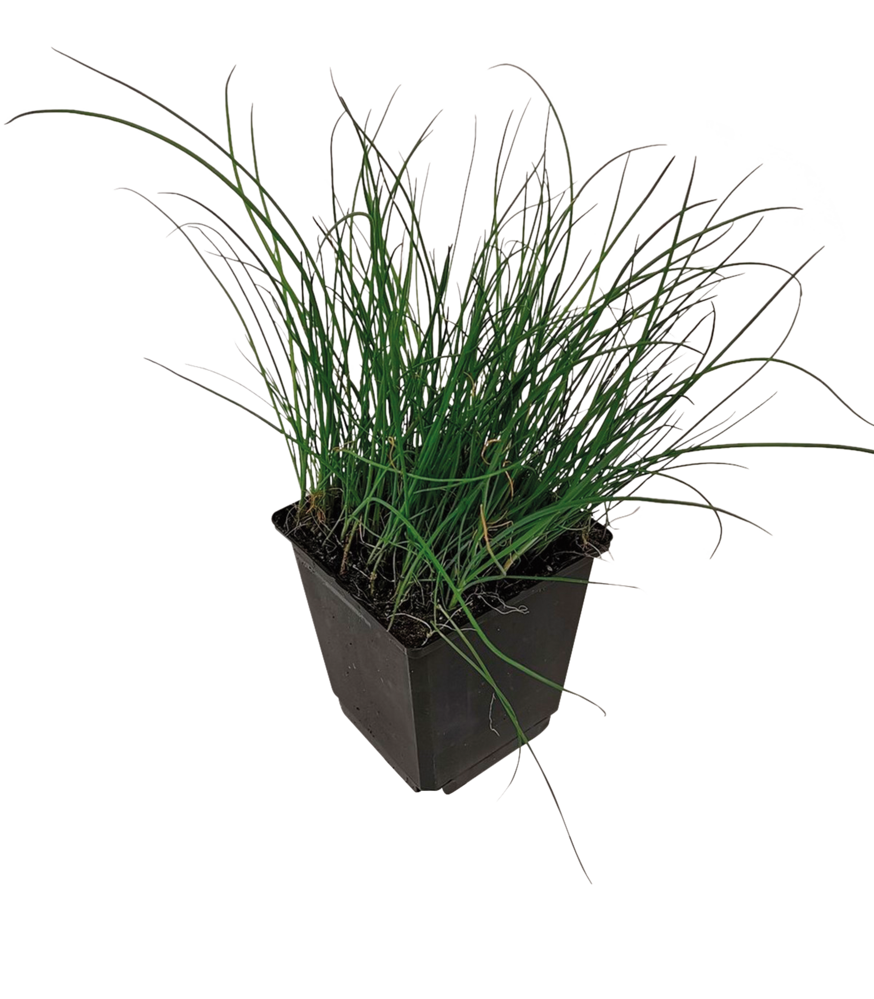 PLANTE AROMATIQUE 3599830445886 