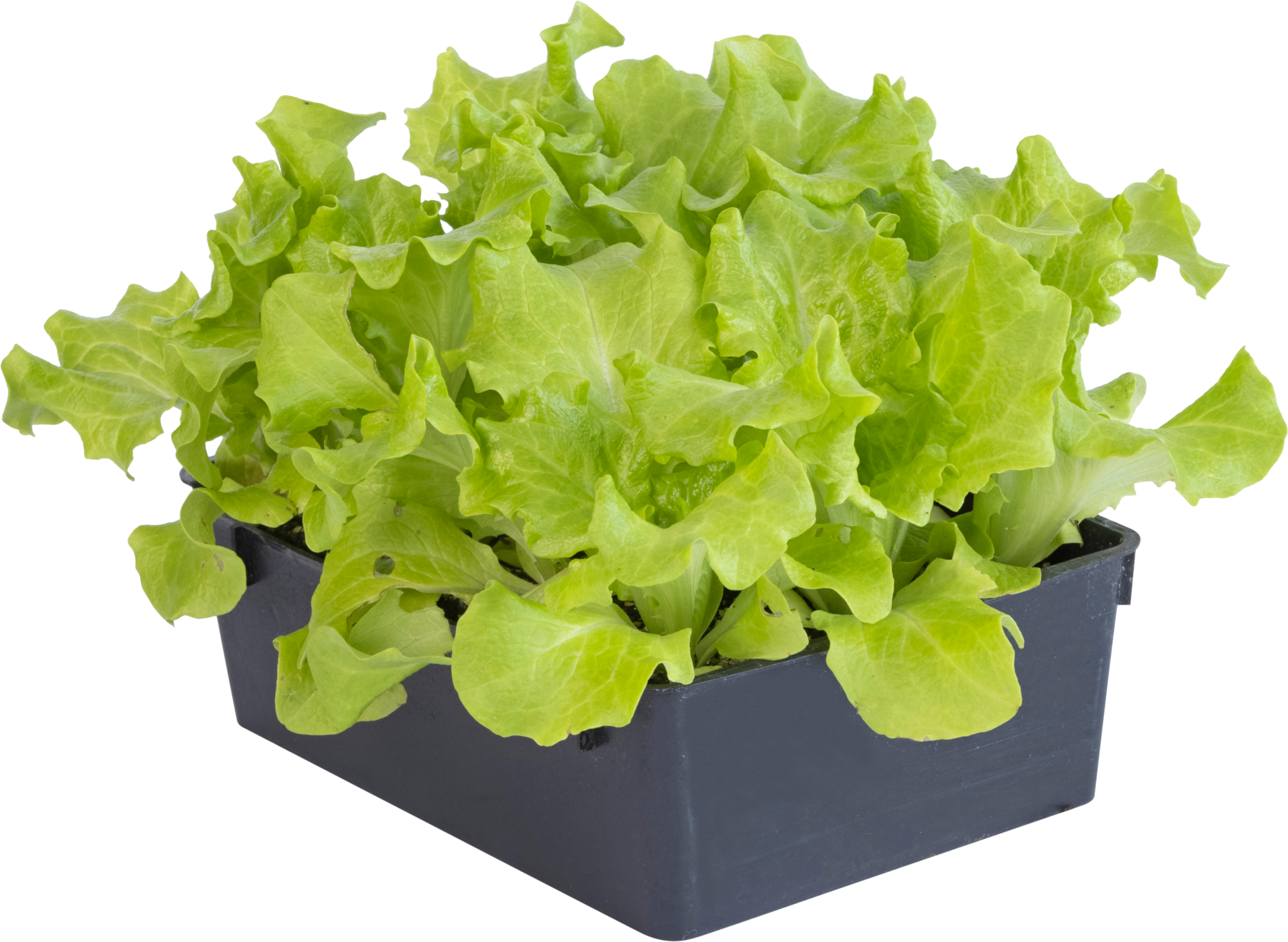  LAITUE code EAN 3599830458213 