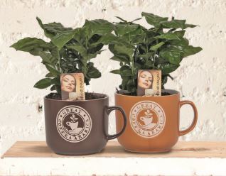 COFFEA TASSE 3599830490183 (3599830490183)
