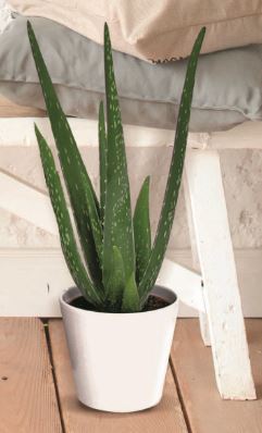 ALOE VERA 3599830536638 (3599830536638)