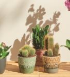  CACTUS code EAN 3599830544138 