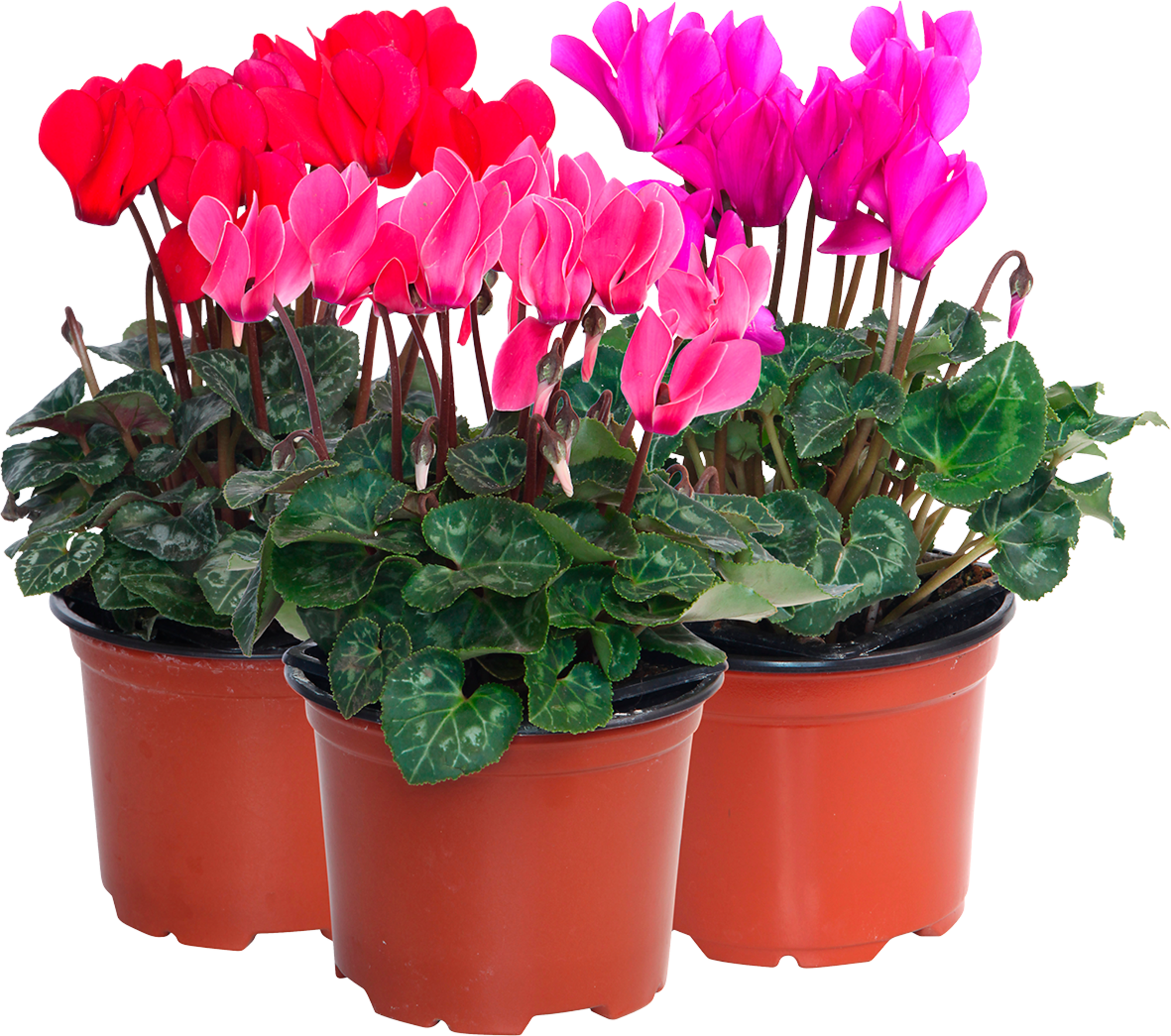 POTÉE FLEURIE D'AUTOMNE 3599830548334 