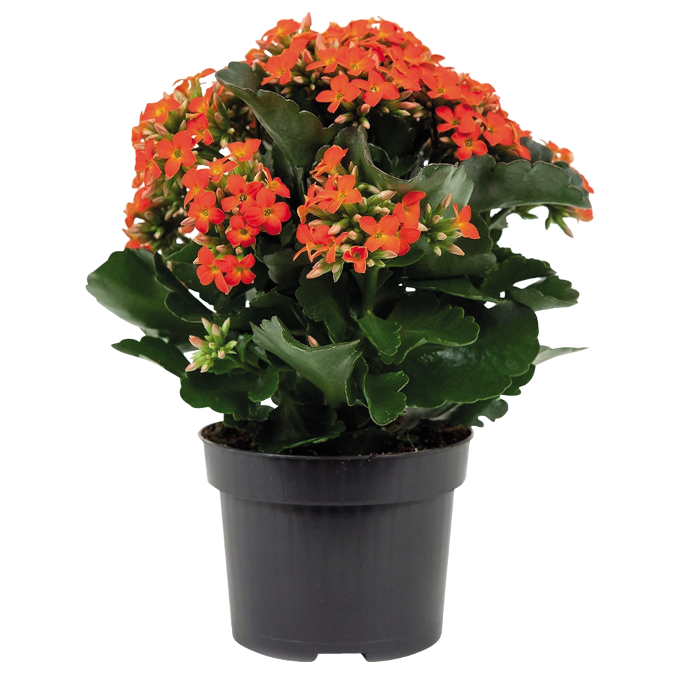 KALANCHOË