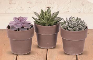 ECHEVERIA 3599830616613 (3599830616613)