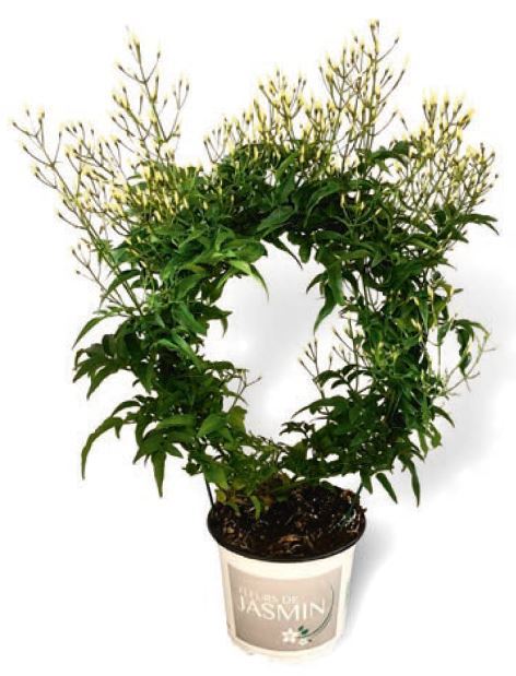  JASMIN SUR ARCEAU code EAN 3599830650723 