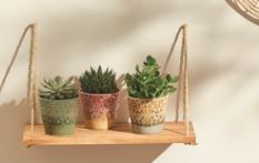  SUCCULENTES code EAN 3599830675023 