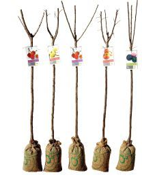 ARBRE FRUITIER SCION