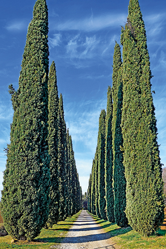  CYPRÈS DE PROVENCE code EAN 3599830684056 