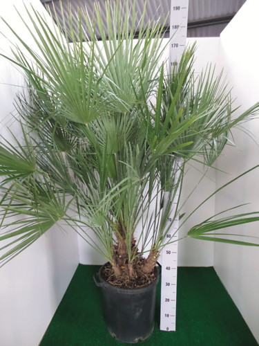  CHAMAEROPS HUMILIS code EAN 3599830687651 