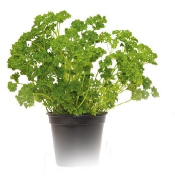  PERSIL FRISÉ code EAN 3599830688054 