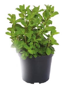  MENTHE code EAN 3599830688061 