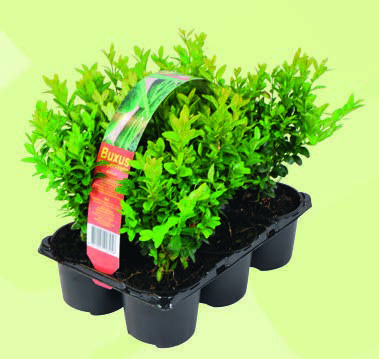  BUIS code EAN 3599830711882 