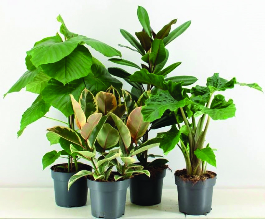 PLANTES VERTES VARIÉES