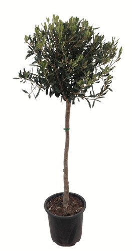  OLEA TIGE code EAN 3599830784978 