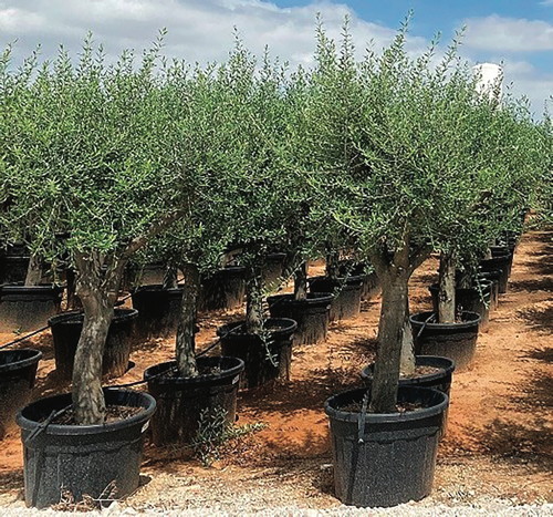  OLEA TOSCANE code EAN 3599830785036 