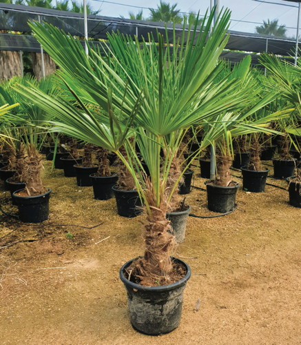  TRACHYCARPUS FORTUNEI code EAN 3599830786118 