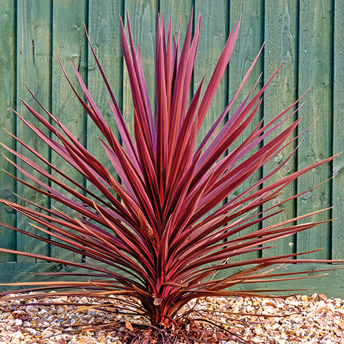  CORDYLINE code EAN 3599830787092 