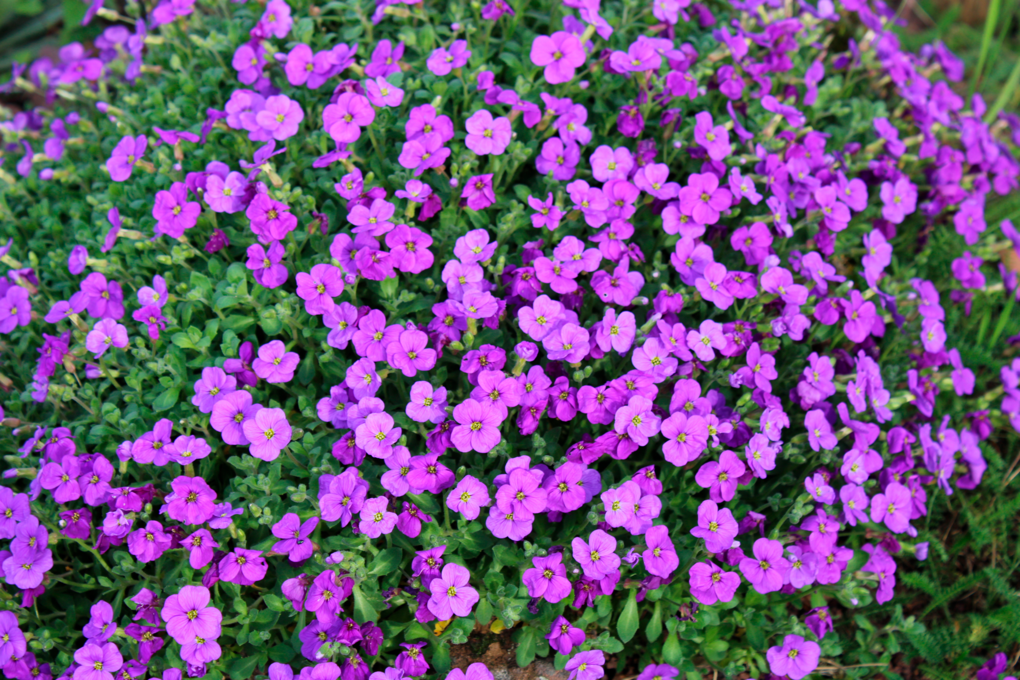  PLANTES VIVACES DE PRINTEMPS code EAN 3599830836981 