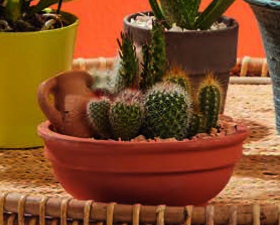 CACTUS EN COUPE 3599831771915 (3599831771915)